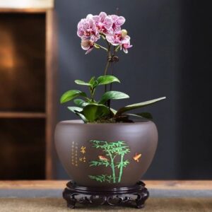 Tiệm Bonsai