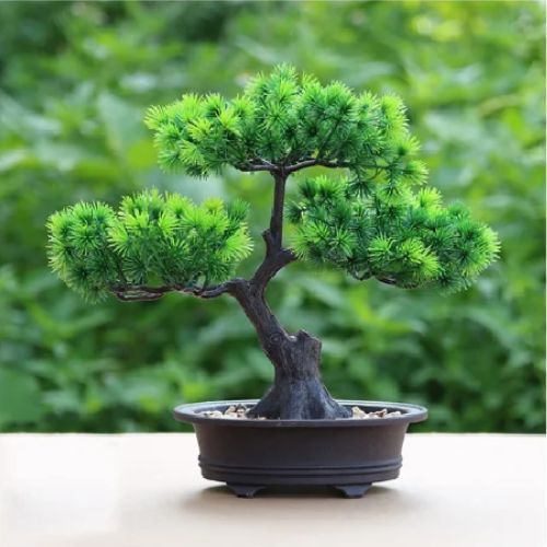 Tiệm Bonsai