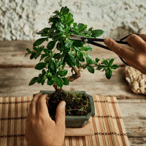 Tiệm Bonsai