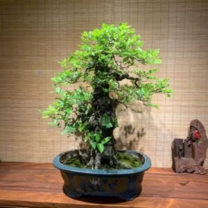 Tiệm Bonsai