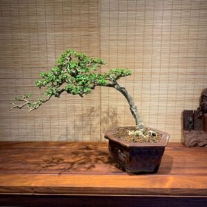 Tiệm Bonsai