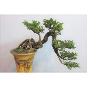 Tiệm Bonsai